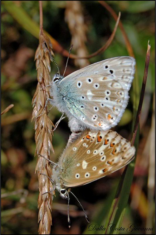 Polyommatus coridon